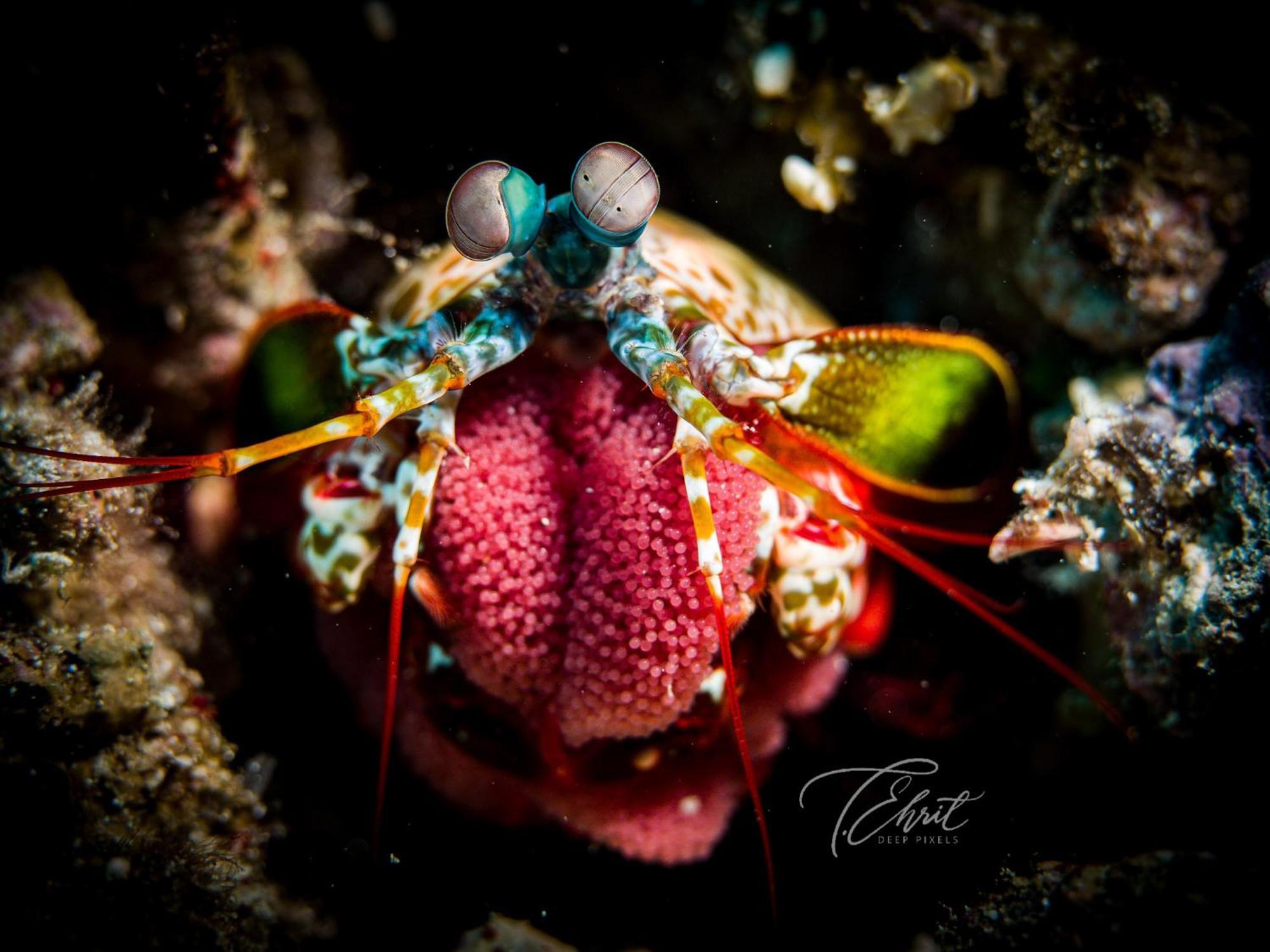 Polaris And Dive Inc